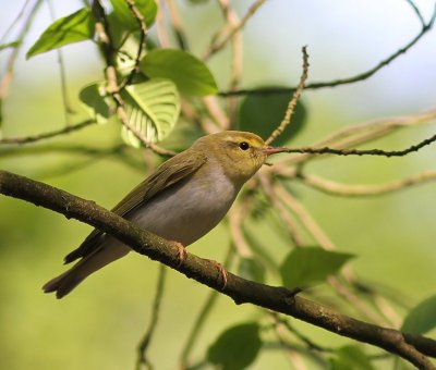 Fluiter - Wood Warbler