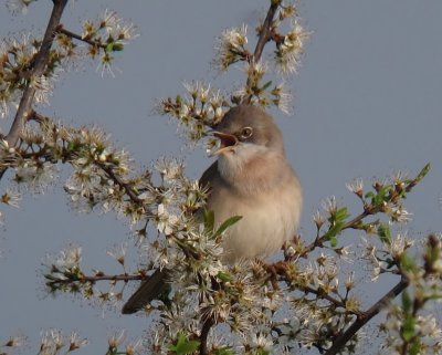 Grasmus - Common Whitethroat