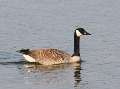 Grote Canadese Gans - Greater Canada Goose