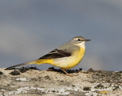 Grote Gele Kwikstaart - Grey Wagtail