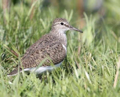 Oeverloper - Common Sandpiper