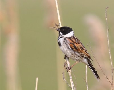 Rietgors - Common Reed Bunting