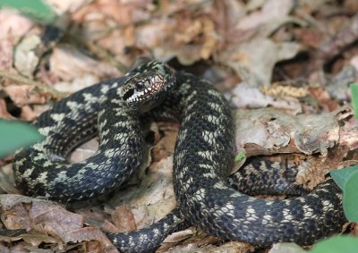 Adder - Viper