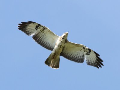 Buizerd - Common Buzzard