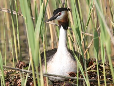 Fuut - Great Crested Grebe