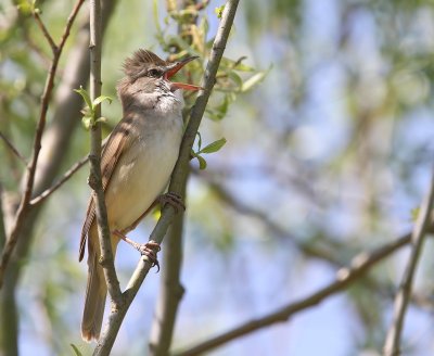 Grote Karekiet - Great Reed Warbler