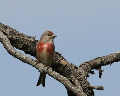 Kneu - Common Linnet