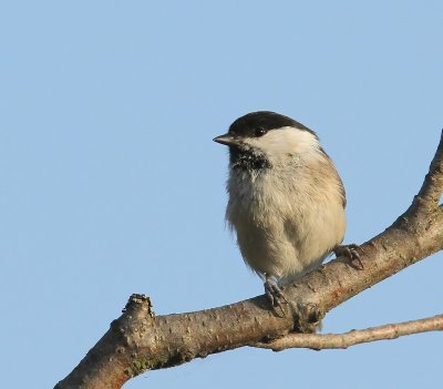 Matkop - Willow Tit