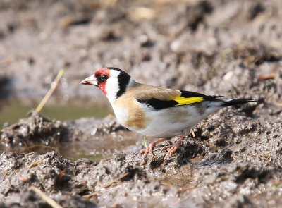 Putter - European Goldfinch