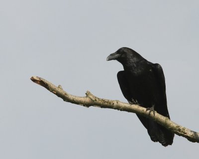 Raaf - Common Raven
