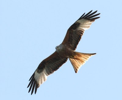 Rode Wouw - Red Kite