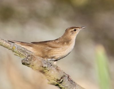 Snor - Savi's Warbler