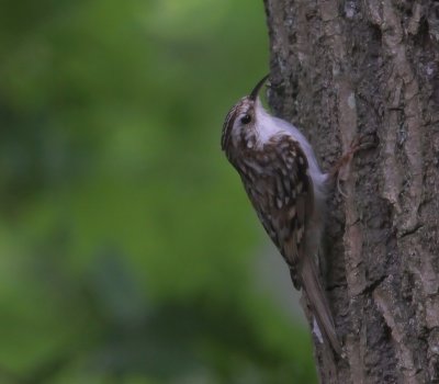 Taigaboomkruiper - Eurasian Treecreeper