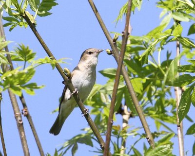 Tuinfluiter - Garden Warbler