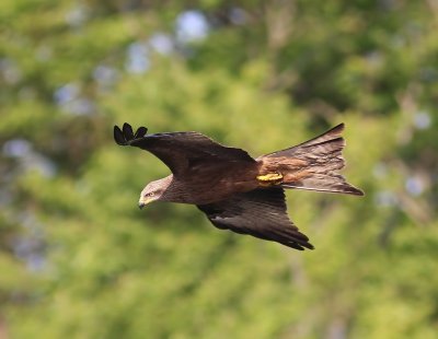 Zwarte Wouw - Black Kite