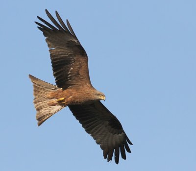 Zwarte Wouw - Black Kite