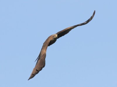 Zwarte Wouw - Black Kite
