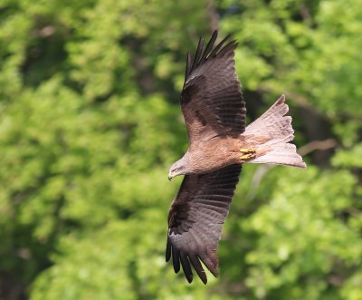 Zwarte Wouw - Black Kite