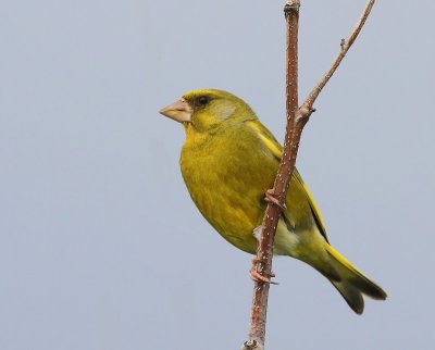 Groenling - European Greenfinch