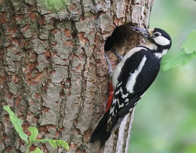 Grote Bonte Specht - Great Spotted Woodpecker