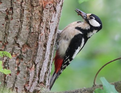 Grote Bonte Specht - Great Spotted Woodpecker