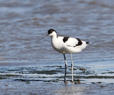 Kluut - Pied Avocet