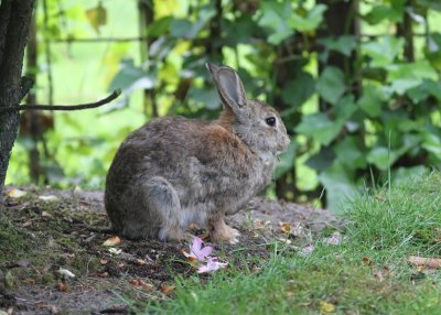 Konijn - Rabbit