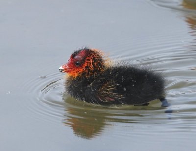 Meerkoet - Eurasian Coot