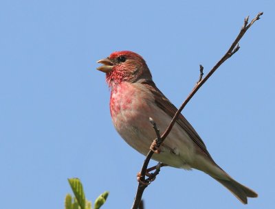 Roodmus - Common Rosefinch