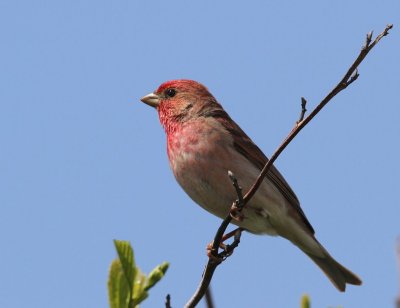 Roodmus - Common Rosefinch