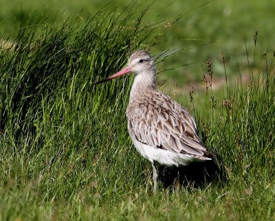 Rosse Grutto - Bar-tailed Godwit