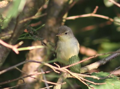 Spotvogel - Icterine Warbler