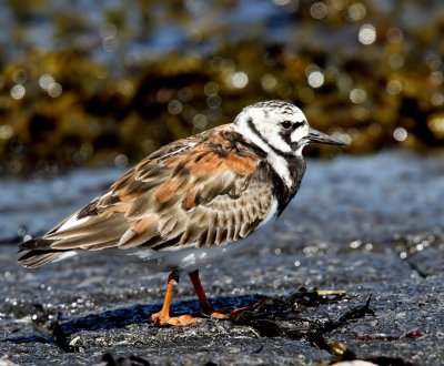 Steenloper - Ruddy Turnstone