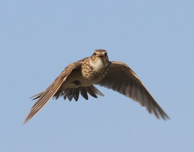 Veldleeuwerik - Eurasian Skylark