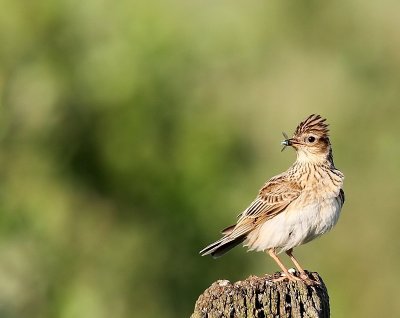 Veldleeuwerik - Eurasian Skylark
