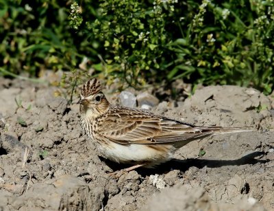 Veldleeuwerik - Eurasian Skylark