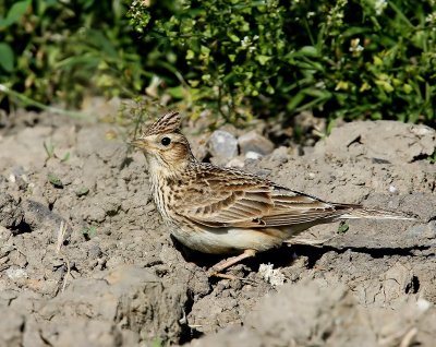 Veldleeuwerik - Eurasian Skylark