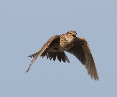Veldleeuwerik - Eurasian Skylark