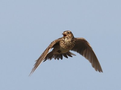 Veldleeuwerik - Eurasian Skylark