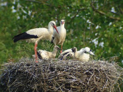 Ooievaars - White Storks