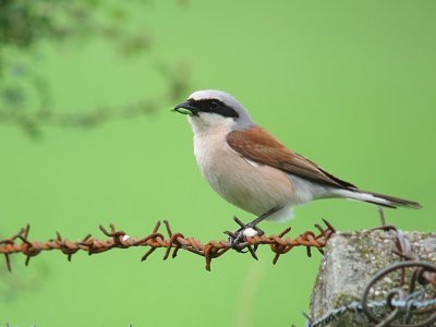 Grauwe Klauwier - Red-backed Shrike