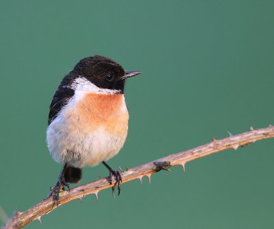 Roodborsttapuit - European Stonechat