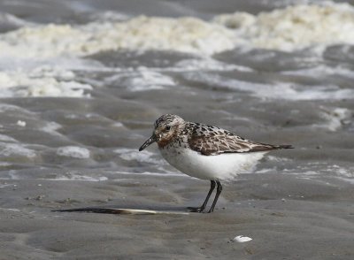 Drieteenstrandloper - Sanderling