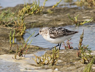 Drieteenstrandloper - Sanderling