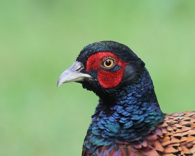 Fazant - Common Pheasant