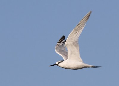 Grote Stern - Sandwich Tern