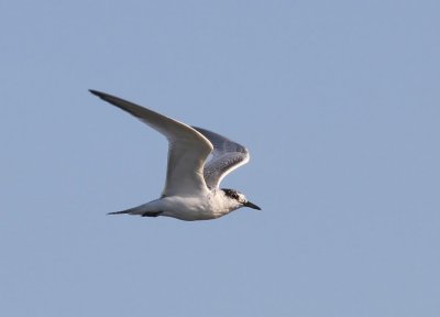 Grote Stern - Sandwich Tern