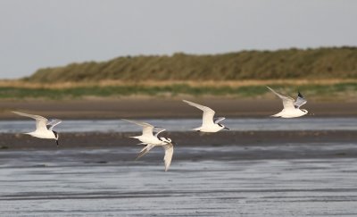 Grote Sterns - Sandwich Terns
