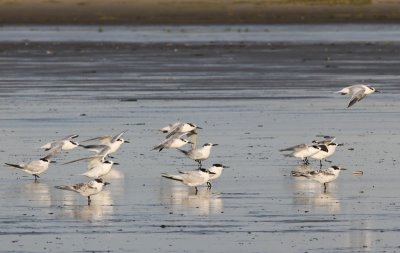 Grote Sterns - Sandwich Terns