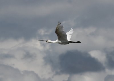 Lepelaar - Eurasian Spoonbill